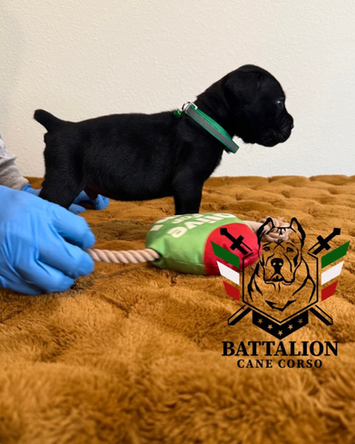 Black puppy