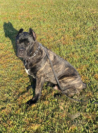 Large dog sitting in the sunset