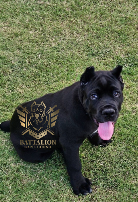 Beautiful black puppy