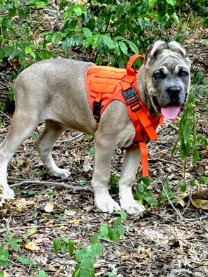 gray puppy standing