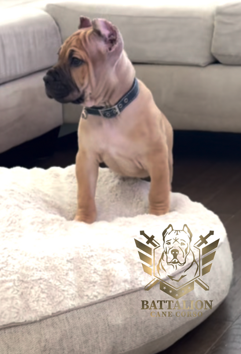 Puppy sitting on a pillow