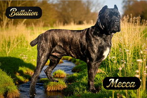 Large dog standing in a beautiful field