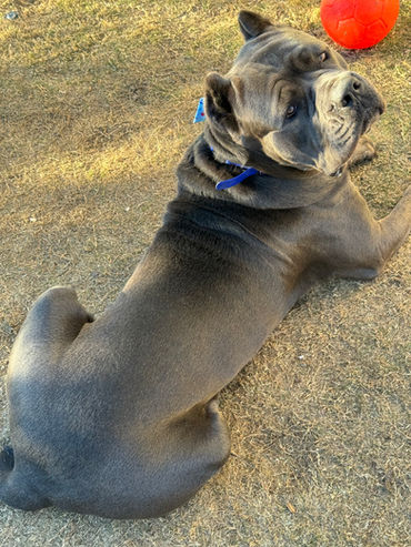 Large dog looking behind itself