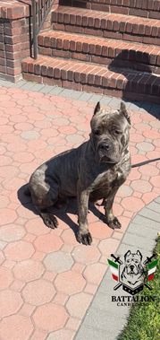 Large dog sitting patiently