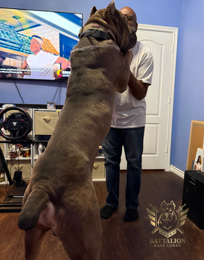 large dog standing on hind legs