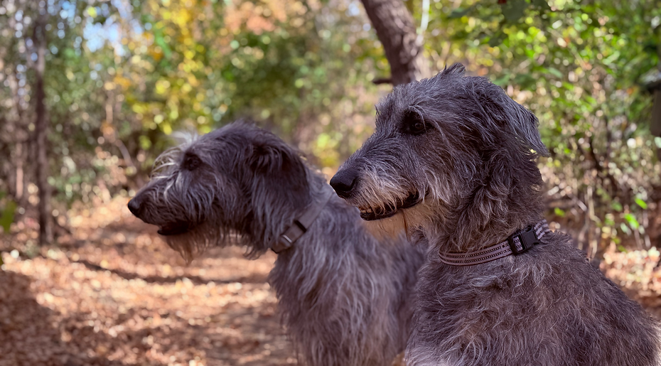 Dakota Ash and Anam Cara Wolfhounds