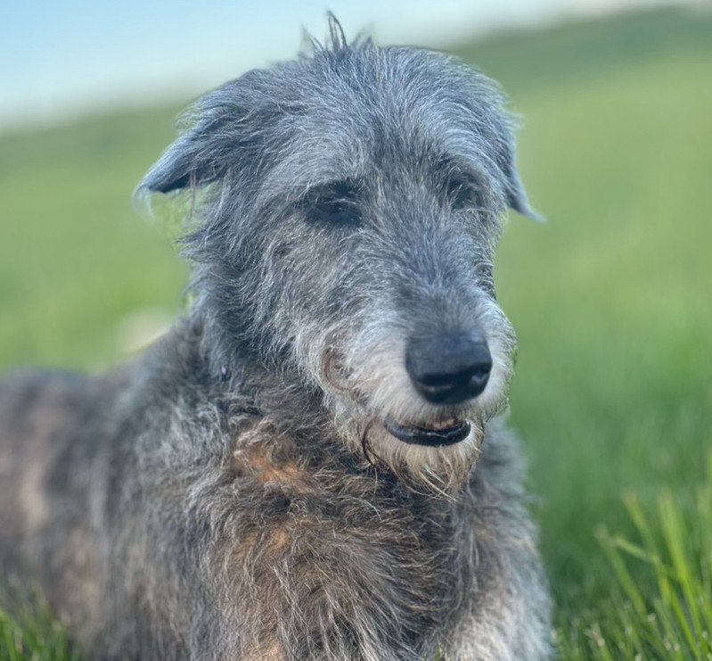 Anam Cara Irish Wolfhound