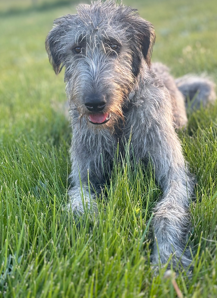Dakota Ash Irish Wolfhound