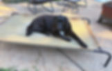 A black lab dog sits on his raised bed calmly, waiting for instruction