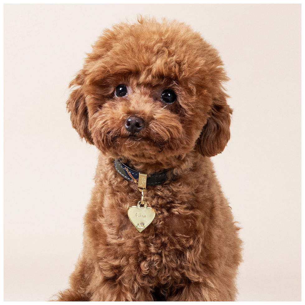 Thumbnail: MyFamily Basic Gold-Plated Brass ID Tag