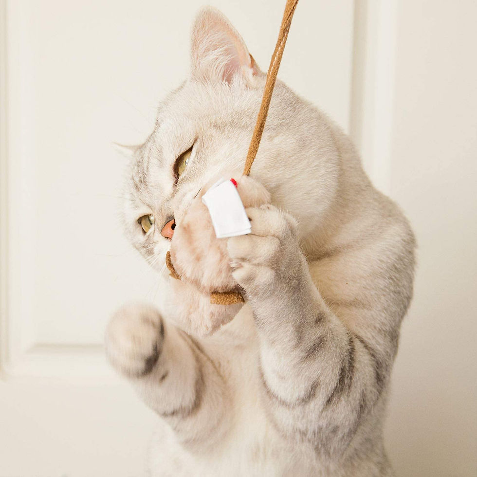 Miniature : Gigwi Mouse Melody Chaser