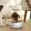 Thumbnail: Petgeek 2-in-1 Smart Bowl