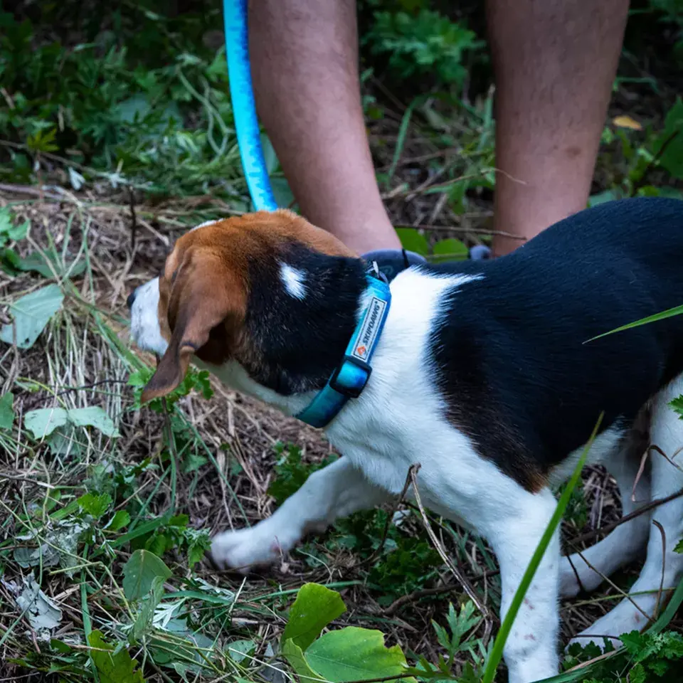 Thumbnail: Skipdawg Urban Traveller Dog Collar - Sahara