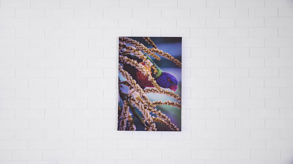 Thumbnail: Lorikeet