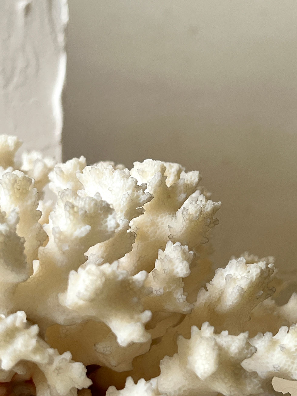 Miniature : Corail blanc naturel