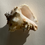 Miniature : Shell Conque
