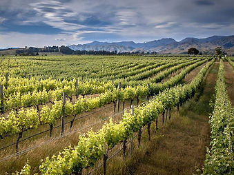 why-is-new-zealand-sauvignon-blanc-so-po