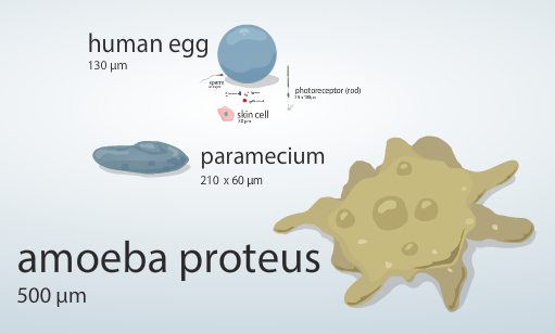 Cell Size and Scale