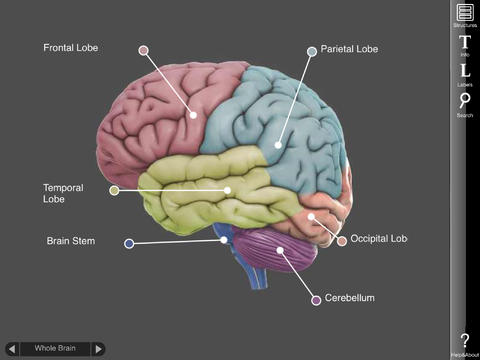 iPad App 3D Brain