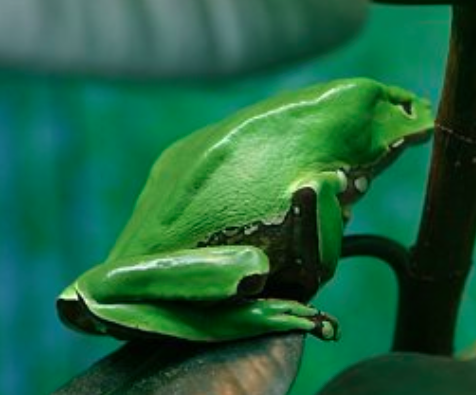 Why Is Biodiversity Important?