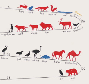 How long do animals life?