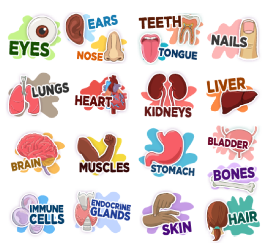 How the Body Works