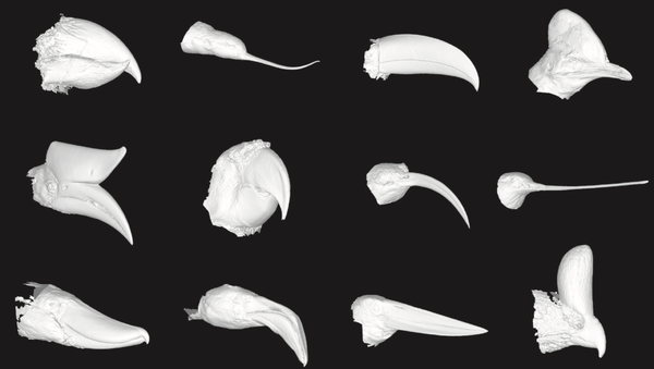 Finding the Speed of Evolution ...