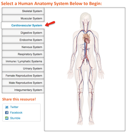 Human Anatomy: Explore the Body