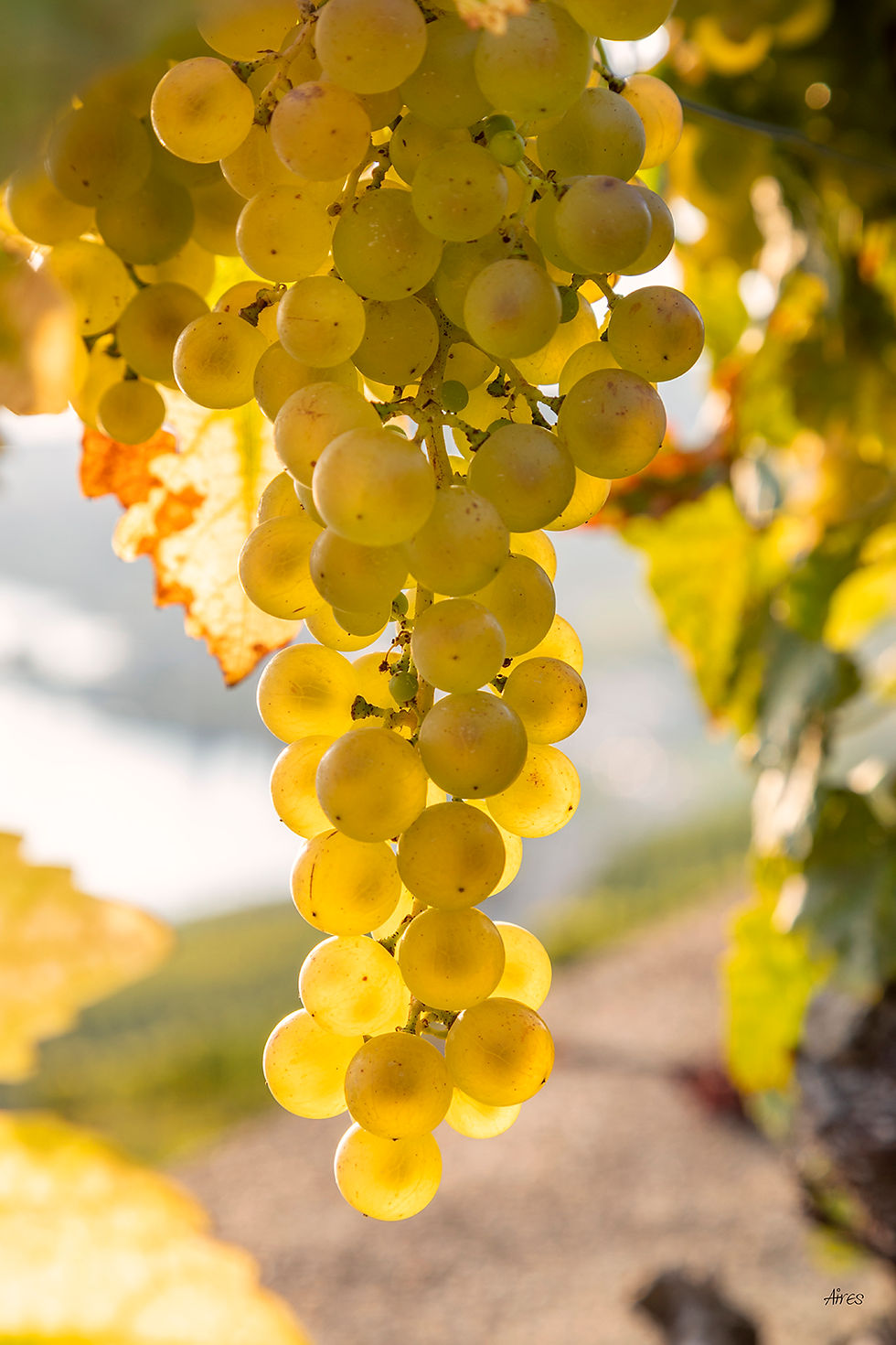 Vevey Green Grapes