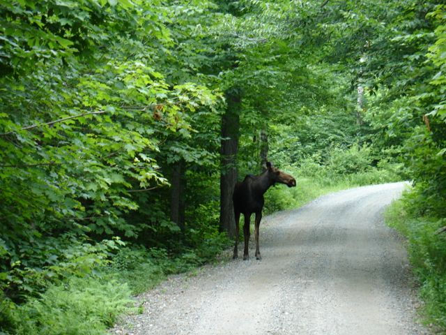 The Pine Mt. Road