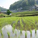 田植えシーズンの棚田