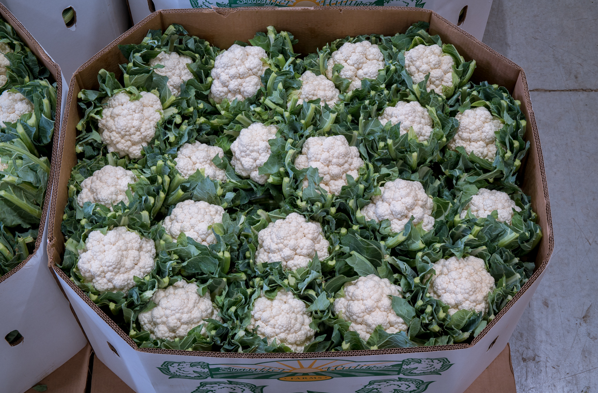 Stauffer Huling Farms Jacket Cauliflower