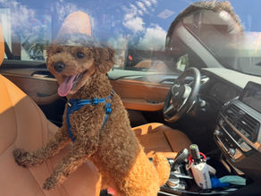 How Ceramic Window Film Protects Your Car, Your Home; and Even Your Dog 🐶