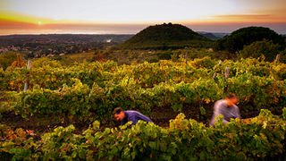 Al via la vendemmia 2025 in Sicilia