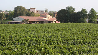 Gozzi: una cantina fedele a tradizioni e territorio