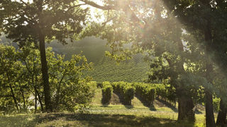 Ruffino vince il Drinks Business Green Award 2021