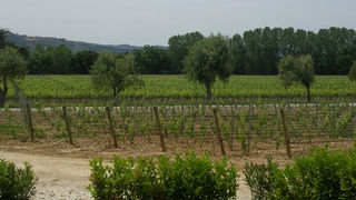 In Toscana autorizzazioni per 600 nuovi ettari di vigneto