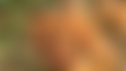 Cortese: il bianco del Piemonte