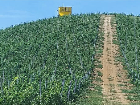 Lo stile Sassaia per il timorasso