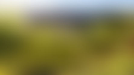 Amarone: sempre più giovane e sostenibile