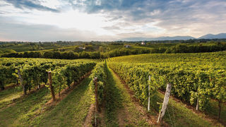 Drusian ottiene la certificazione SQNPI