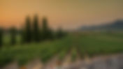 La Franciacorta ha iniziato la vendemmia 2026