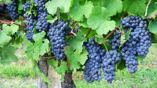 Freisa: amore o odio?