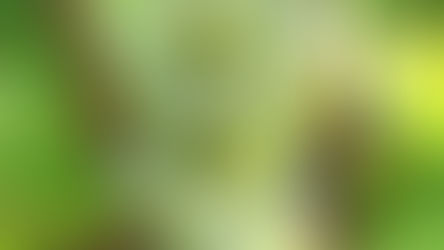 Voltis, un vitigno PIWI a bacca bianca