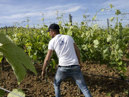 Tasca d’Almerita presenta il primo bilancio di “Insostenibilità”