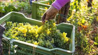 Franciacorta: al via la vendemmia 2025