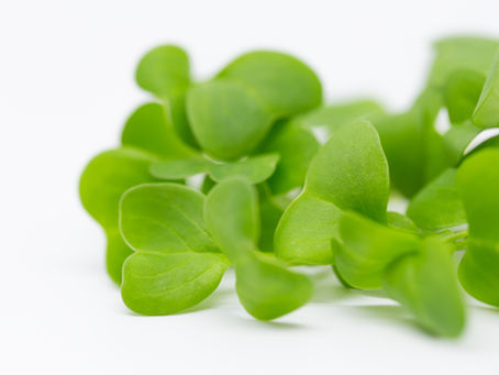 Microgreens – what do growers need to know?