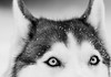 Husky Close Up