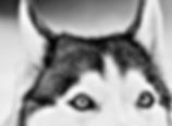 Husky Close Up