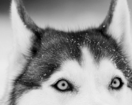 Husky Close Up